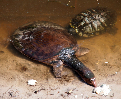 [The softshell has its neck extended out of the water at the edge of the pond and almost touches a hunk of something (might be bread). A regular hard-shell turtle seems to be going after the much larger softshell turtle.]